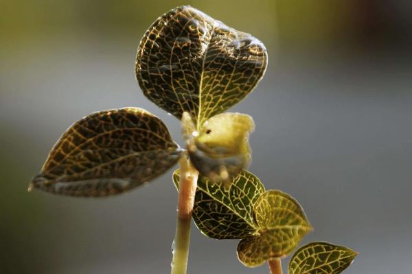 金线莲的生长环境 金线莲怎样繁殖