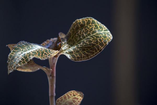 金线莲的生长环境 金线莲怎样繁殖