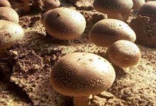 蘑菇菌包怎么种植方法！菌包需要在多少度温度下培养起来？