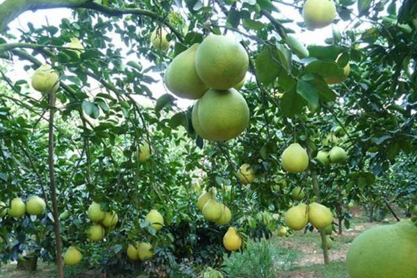 沙田柚种植技术 沙田柚病虫害防治方法