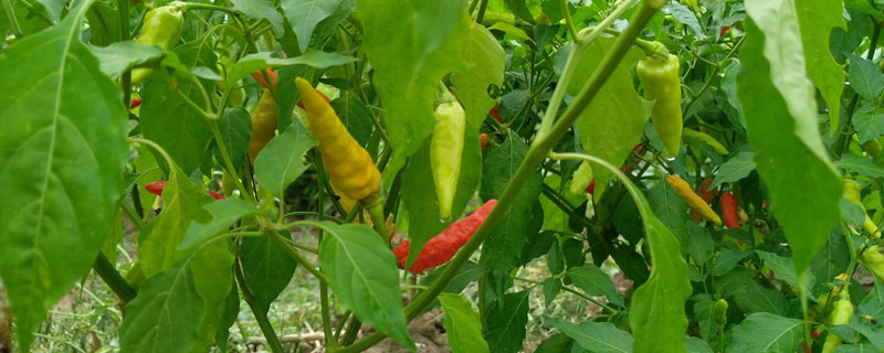 辣椒怎么种 种植夏季辣椒的注意事项