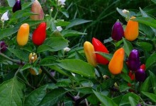 观赏辣椒的种植方法与时间!观赏辣椒怎么种?怎么施肥种子处理与催芽