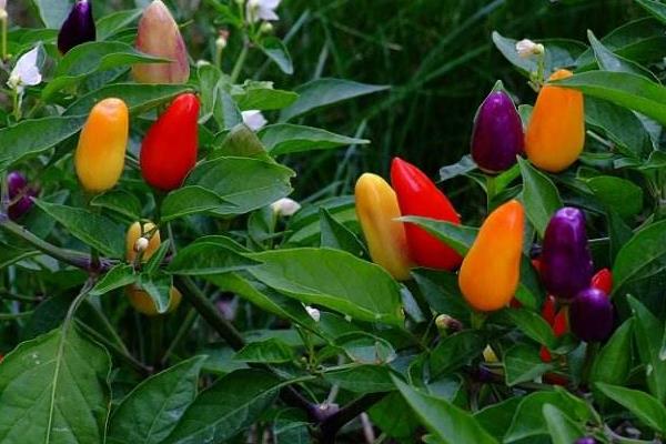 观赏辣椒的种植方法与时间 盆栽观赏辣椒怎么种