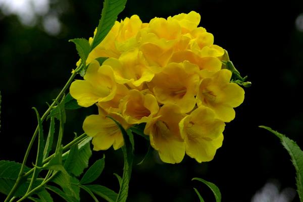 黄钟花怎么种 黄钟花种植方法与注意事项