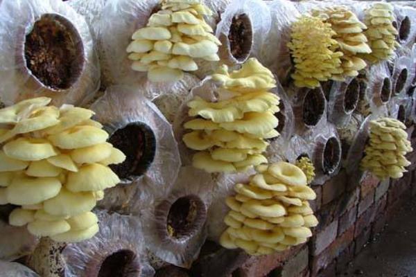 榆黄蘑种植技术 榆黄蘑高效栽培方法