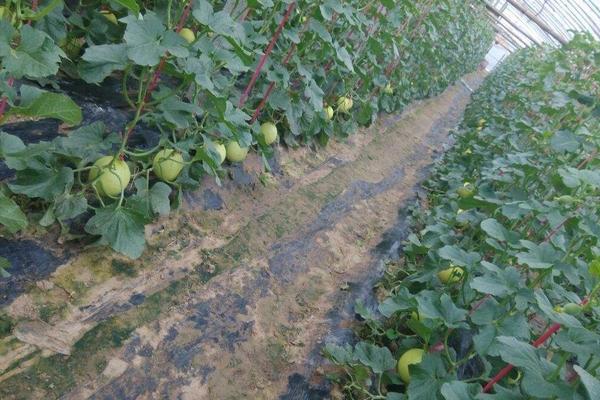 香瓜高产栽培技术 香瓜怎么进行打顶摘心