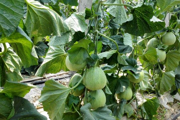 绿宝甜瓜种植技术与管理方法 绿宝甜瓜成熟时间
