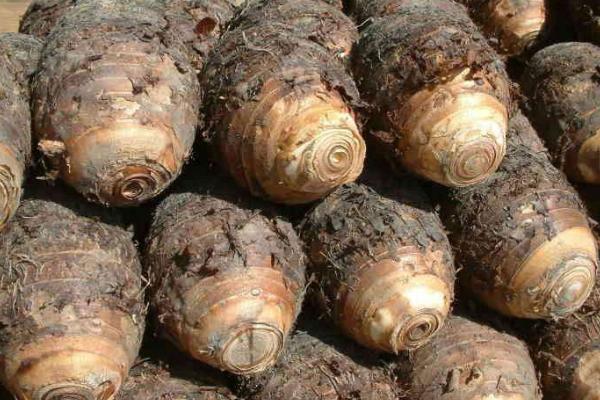 香芋亩产多少斤 香芋的种植技术与管理方法