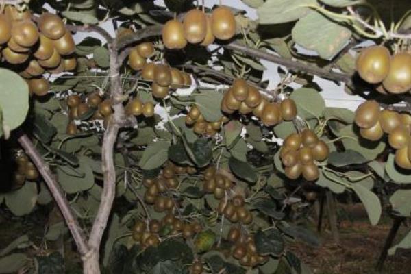 猕猴桃树苗种植方法 猕猴桃树北方能种植吗