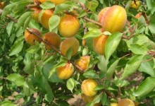 杏树种子怎么种？杏树嫁接时间和方法！盛果期的修剪方法！