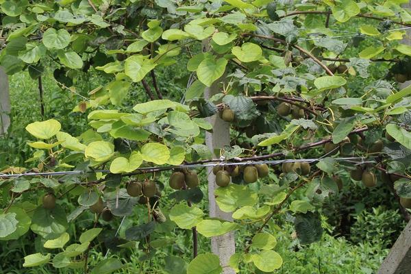 猕猴桃树苗种植方法 猕猴桃树北方能种植吗