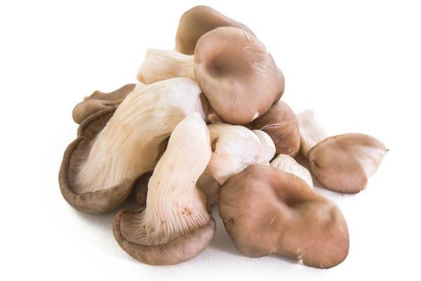 秀珍菇可以人工种植吗 秀珍菇高产栽培技术