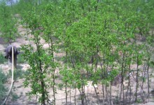 枣树苗什么时候种？枣树怎么种植？怎么保花保果？土肥水管理方法！