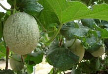 哈密瓜的种植技术与管理方法！哈密瓜病害防治方法和生育期管理！