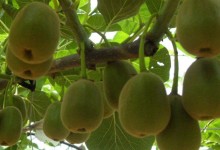 猕猴桃树苗种植方法-北方能种植吗-适宜什么生长条件-如何修剪
