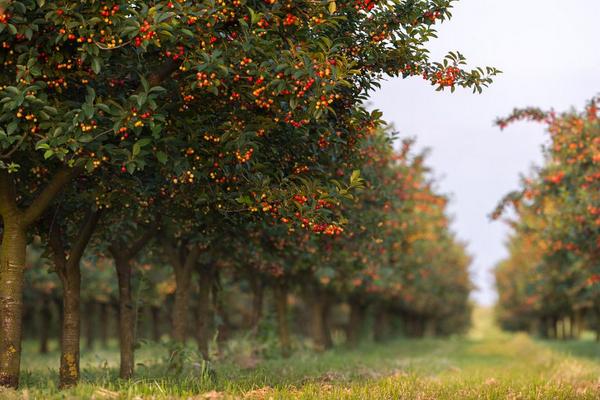 樱桃树的种植与管理技术 樱桃树的修剪方法