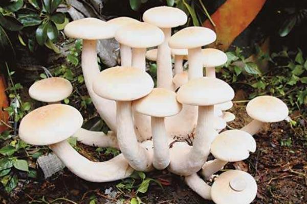 秀珍菇可以人工种植吗 秀珍菇高产栽培技术