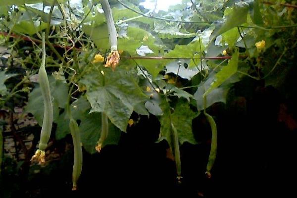 盆栽怎样种植丝瓜更高产结的更多