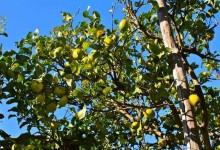 柠檬树有刺吗？柠檬树怎么修剪？柠檬树几年开花结果？盆栽怎么养？