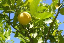 柠檬树怎么种？柠檬树的养殖方法和注意事项！老掉叶子是怎么回事？