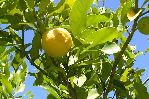 柠檬树怎么种 柠檬树的养殖方法和注意事项