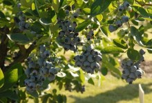 蓝莓种植技术和管理方法！蓝莓种植条件！怎么育苗？怎么采收？