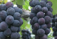 葡萄树的管理方法？葡萄种植几年结果？葡萄病虫害防治！