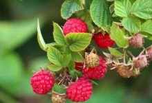 树莓苗怎么种？树莓种植技术！有哪些种类？发展树莓的优势是哪些？