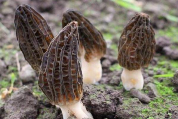 羊肚菌幼菇发黄死亡的原因是什么？羊肚菌幼菇能喷水吗？