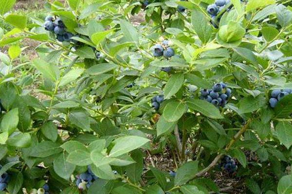 蓝莓需要打农药吗 蓝莓几月修剪最佳