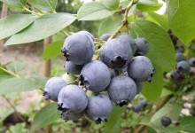 蓝莓需要打农药吗？蓝莓几月修剪最佳？矮丛蓝莓修剪！病害防治！