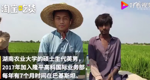 中国小伙在巴基斯坦推广杂交水稻怎么回事？中国小伙代英男为什么这么做