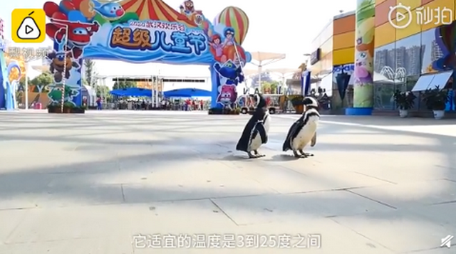武汉欢乐谷有两只企鹅游客：憋久了，这次带来游乐场体验