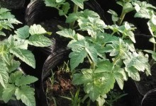 西红柿苗多大可以移栽、定植、施肥？如何肥水管理？什么时候开花？