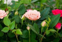 玫瑰养殖方法和注意事项！多久浇一次水？玫瑰适宜多少度生长？