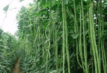 豆角怎么种植方法才高产？如何选择品种和播种方法？附防治病虫害！