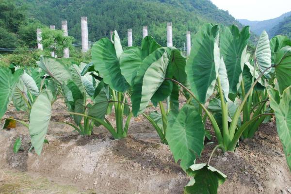 芋头怎么种植方法，附高产栽培管理技术