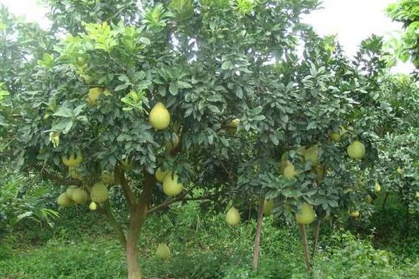 柚子树的种植技术 柚子树嫁接方法