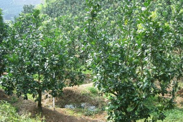 柚子树的种植技术 柚子树嫁接方法