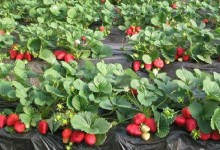 草莓施肥技巧！草莓苗种植方法？草莓苗市场价格多少钱一棵？