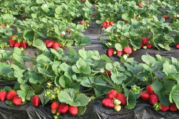 草莓苗市场价格多少钱一棵 草莓苗种植方法