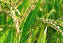 水稻复合肥哪种比较好？水稻追肥的最佳时间！施肥方法和量及比例！