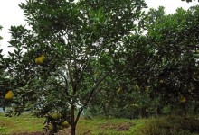 柚子树的种植技术！柚子树嫁接方法？如何施肥技巧和病虫害及防治？