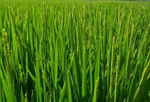 硅肥对水稻的作用是什么？钾肥过多对水稻危害是什么？高产施肥方法