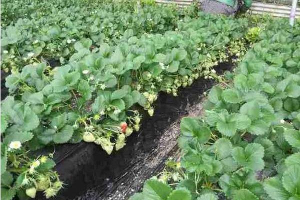 草莓苗市场价格多少钱一棵 草莓苗种植方法