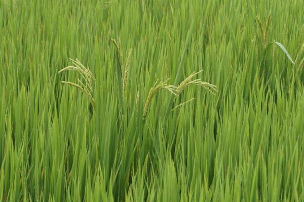 水稻三化螟防治时间是什么时候 水稻二化螟和三化螟的区别是什么