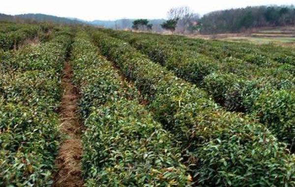 种一亩山茶树利润多少 山林种山茶树有补贴吗