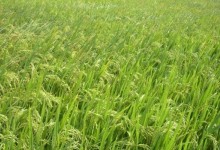 水稻施肥、打药、打虫、晒田时间表！杂交水稻为什么不能留种？