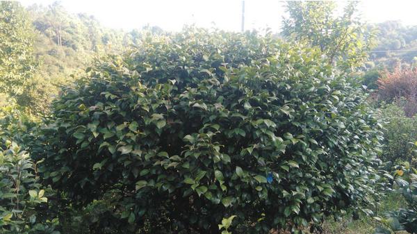 种一亩山茶树利润多少 山林种山茶树有补贴吗