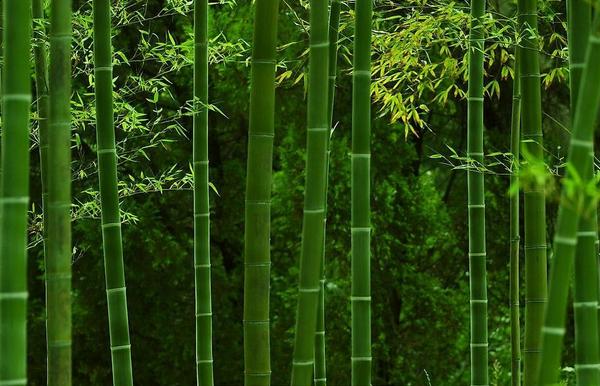 关于竹子种植问题！竹子怎么种 竹子种植方法与注意事项